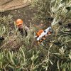 Kit Varejador a Bateria Stihl SPA 130